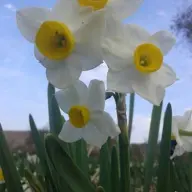 نرگس زار جره
