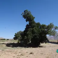 زبان گنجشک پیرکدویه