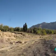 سرو منج