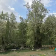 چنارهای خورنجان