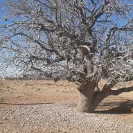 بنه روستای چنار
