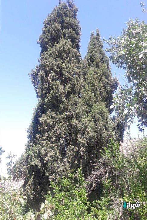 سروبورنجان — تصویر 4