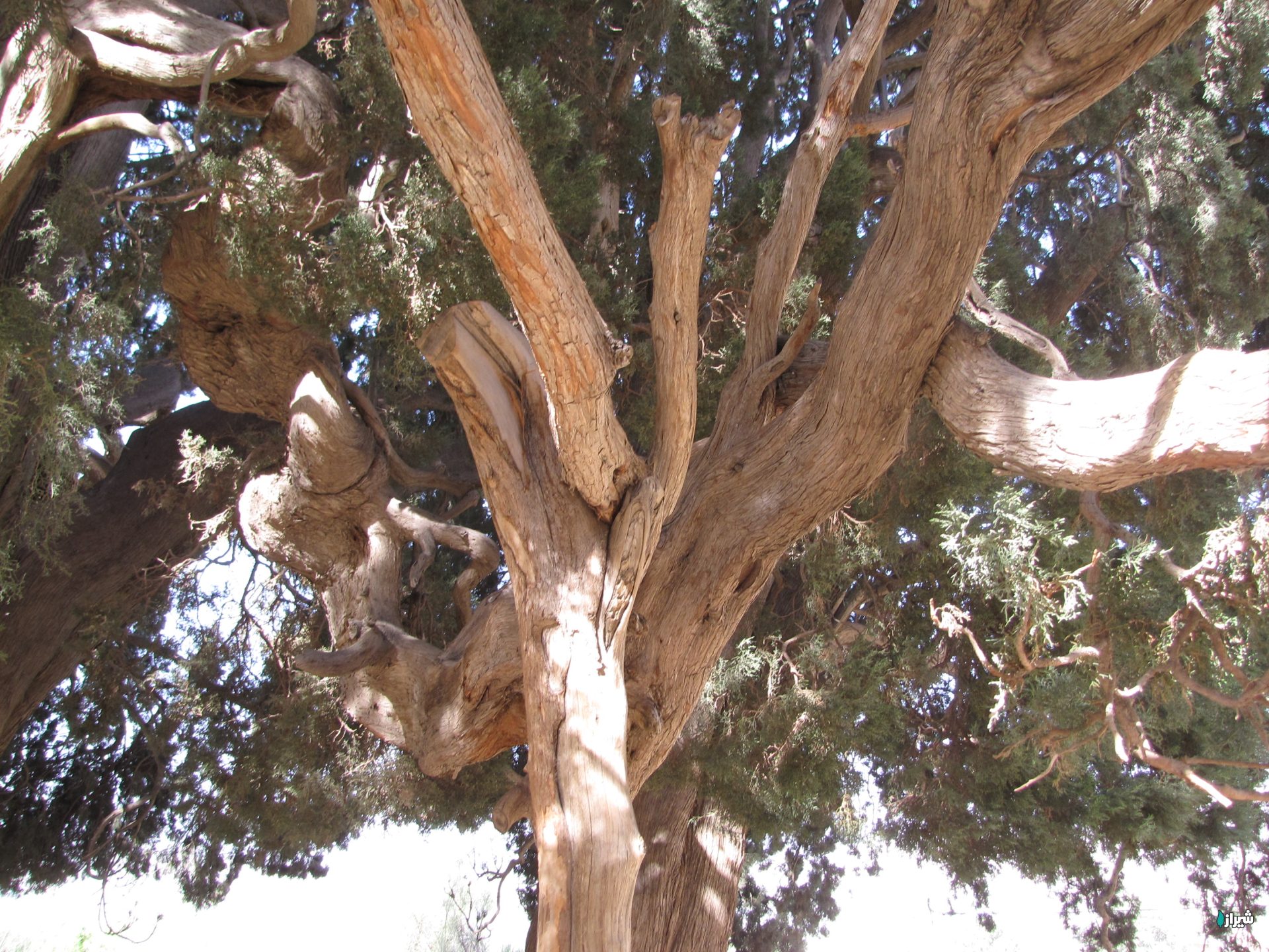 سرو کلانی — تصویر 3
