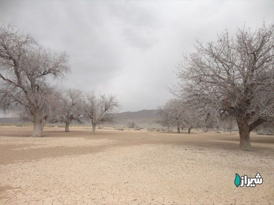 بنه بن دشت — تصویر 2