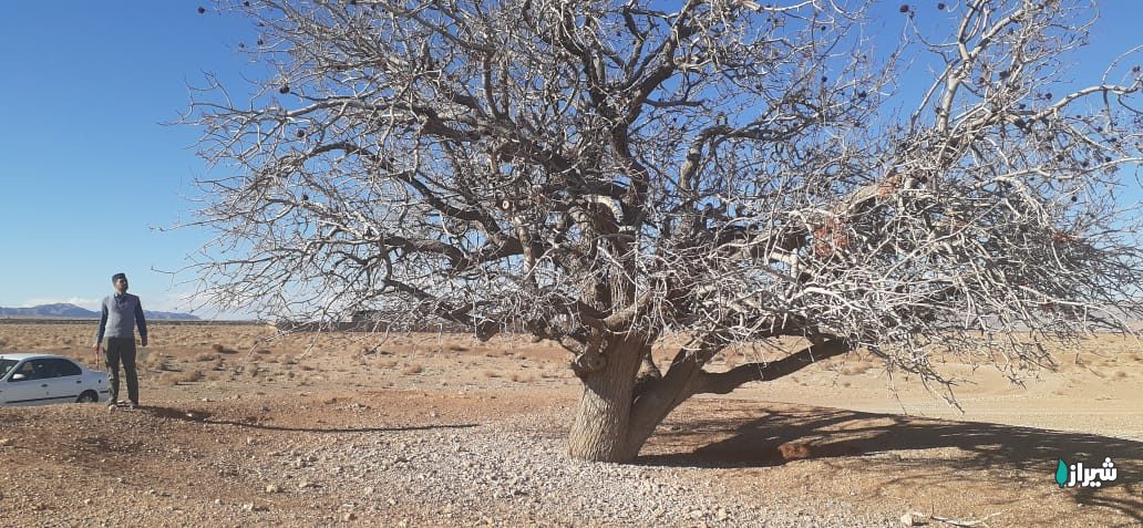 بنه روستای چنار — تصویر 4