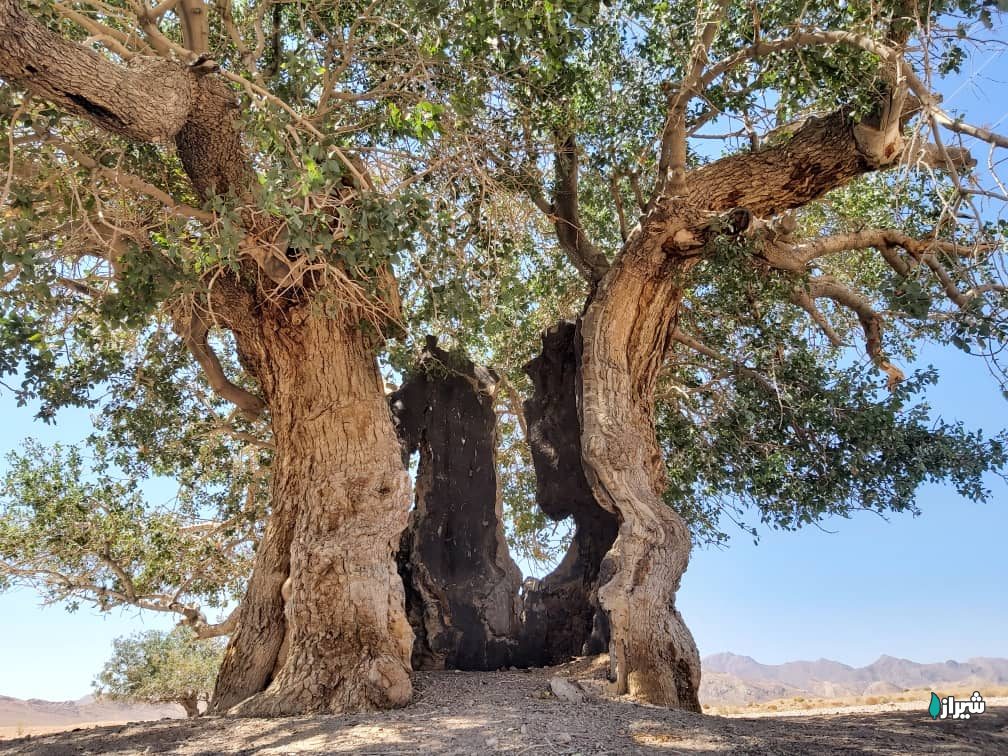 بنه چنار — تصویر 3