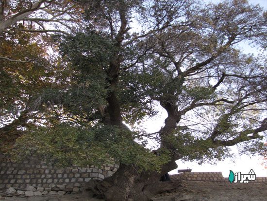 زبان گنجشک محمد حنیفه