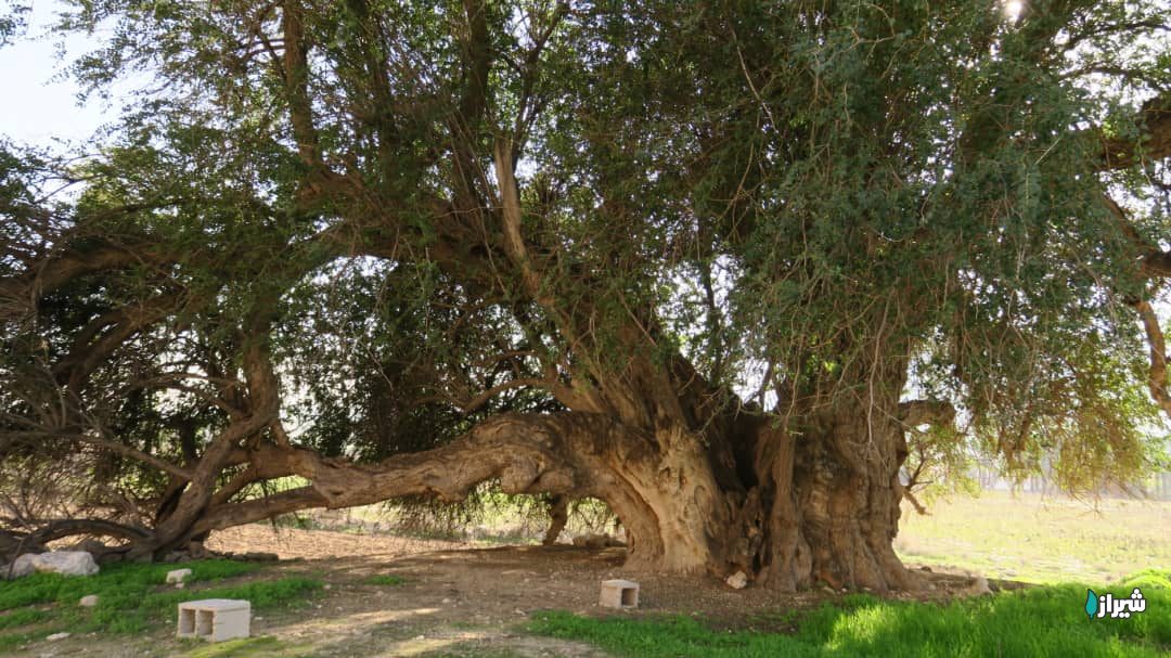 درخت کنار مکتب — تصویر 3