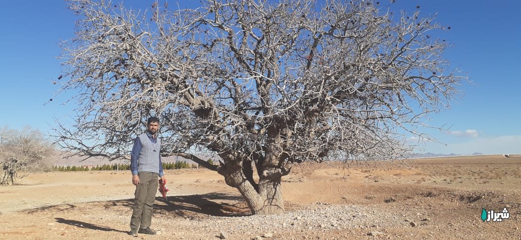 بنه روستای چنار — تصویر 3