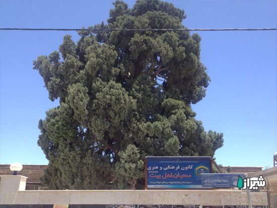 سرو کوشک بیدک — تصویر 1