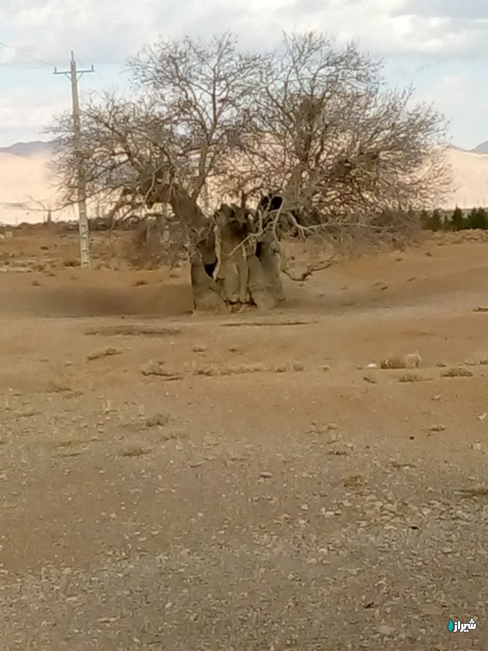 بنه چنار — تصویر 5