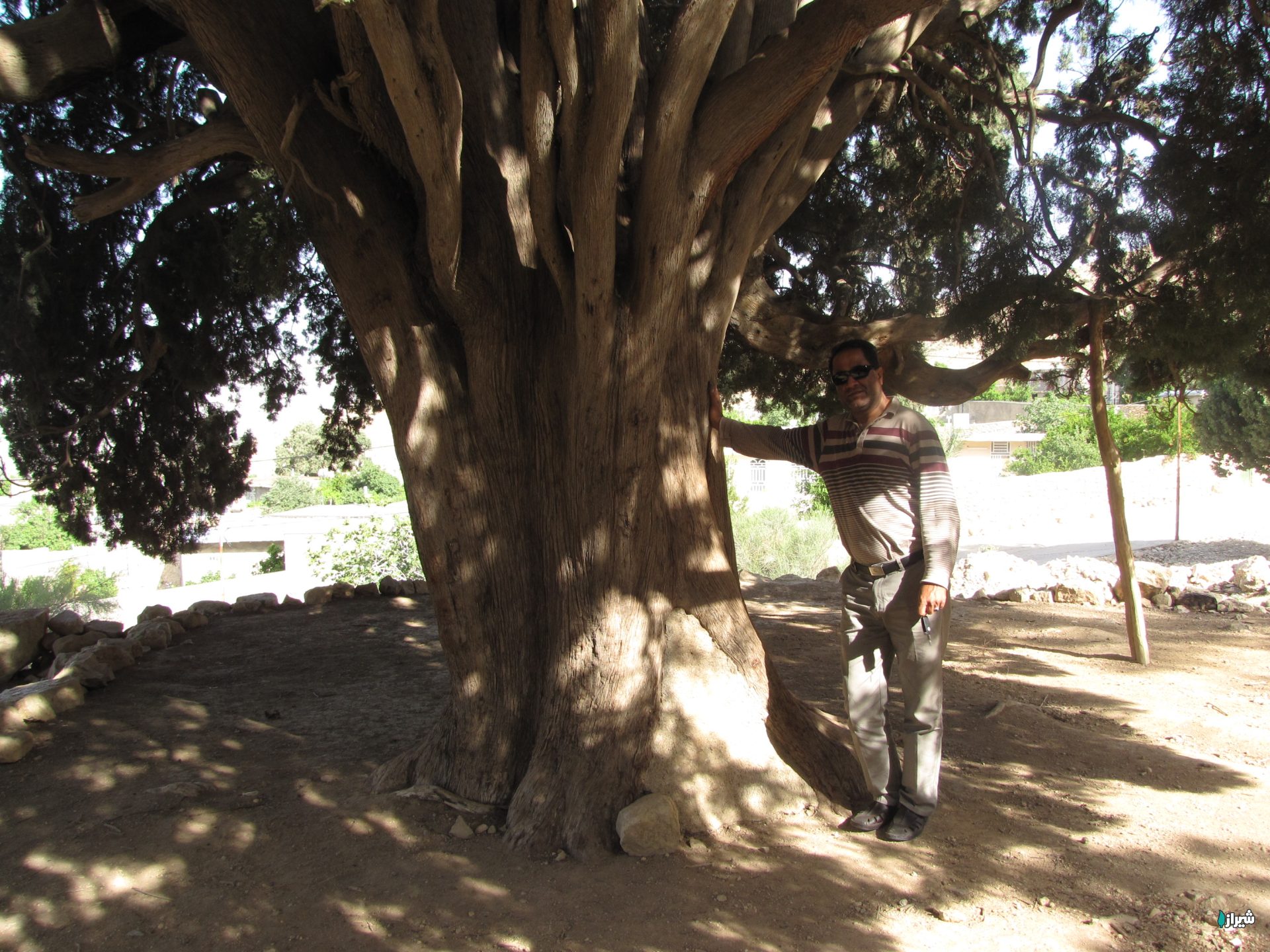 سرو کلانی
