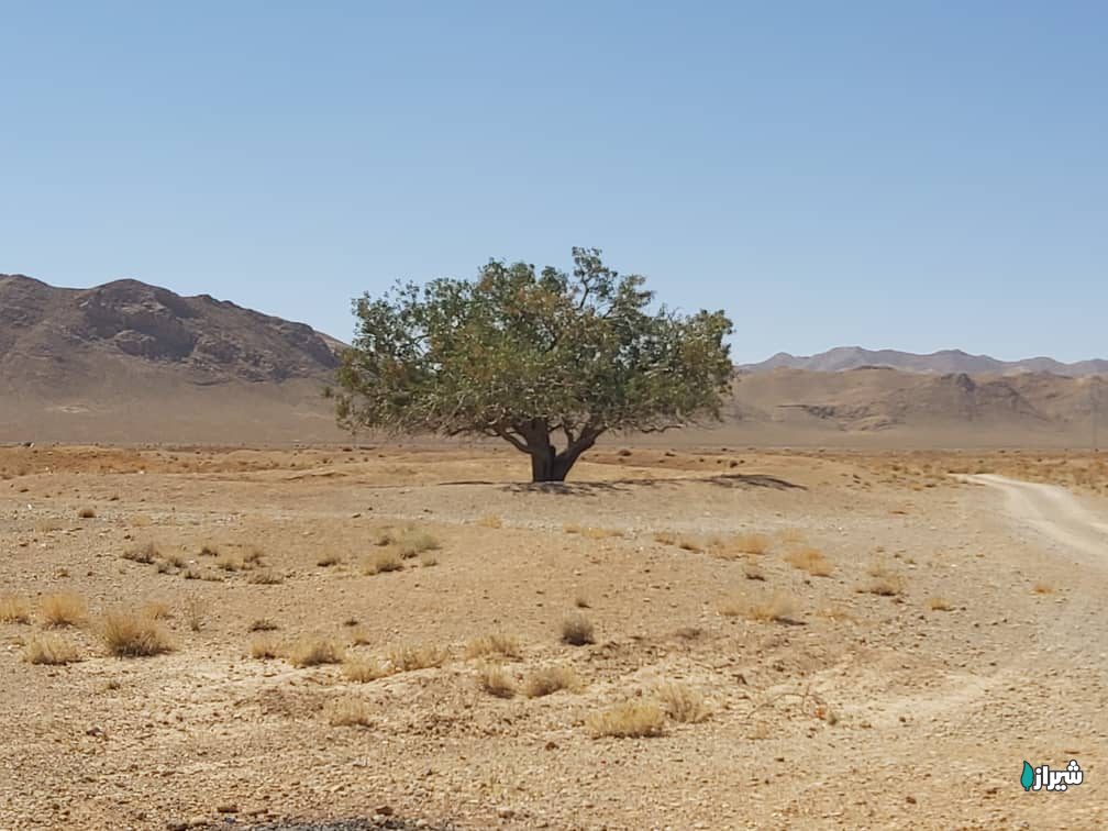 بنه روستای چنار — تصویر 1