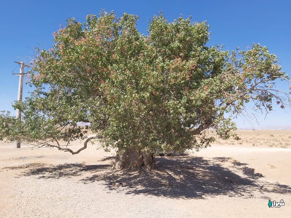 بنه چنار