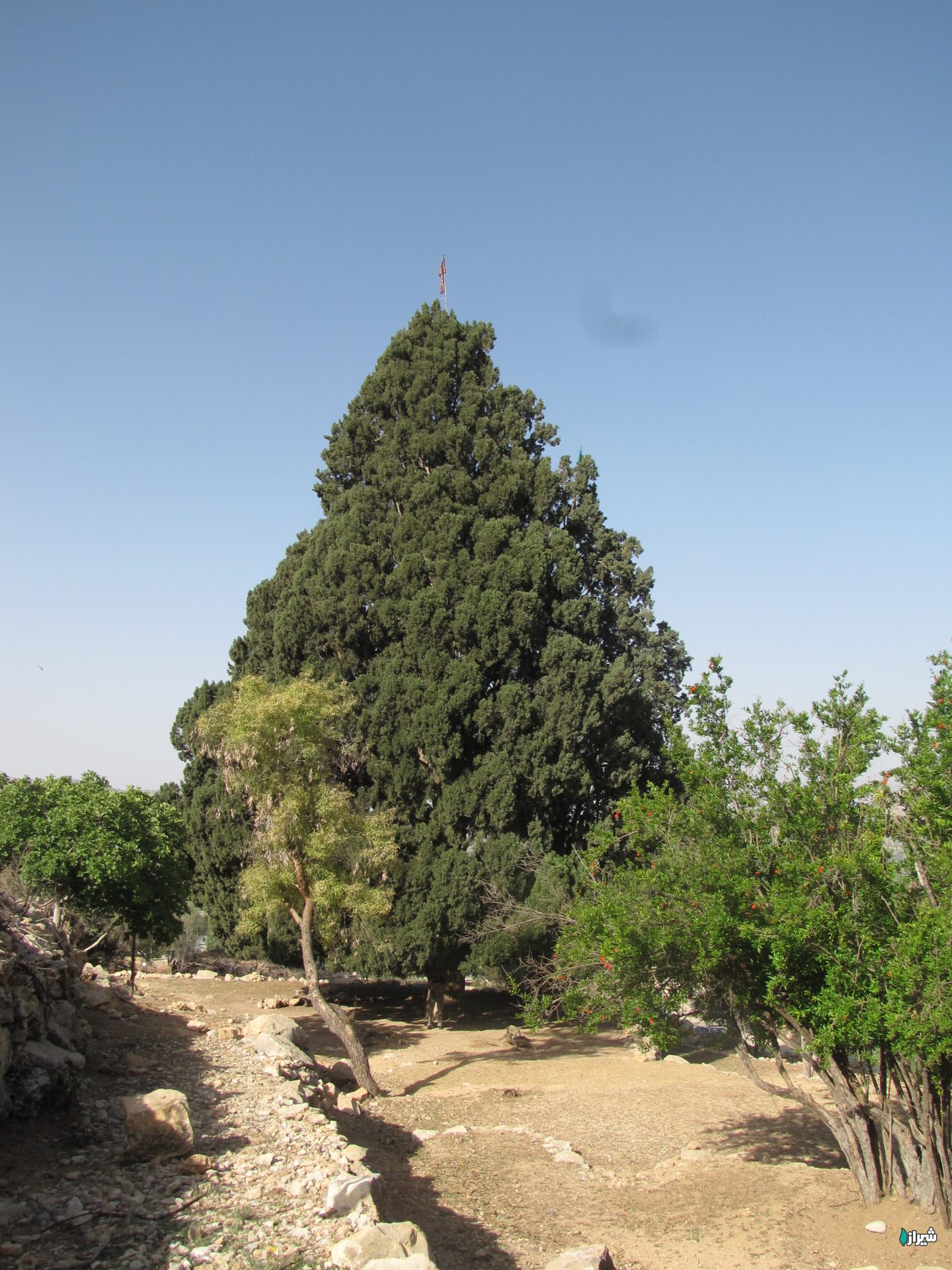سرو کلانی — تصویر 1