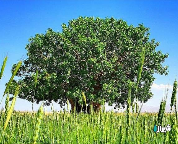 بنه دهدق — تصویر 1