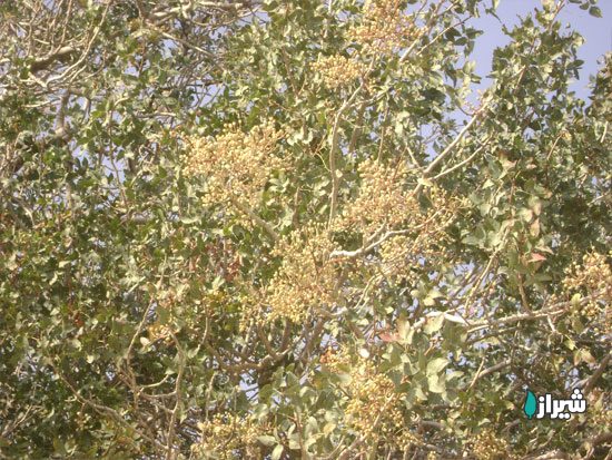 بنه بن دشت — تصویر 4