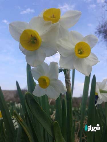نرگس زار جره