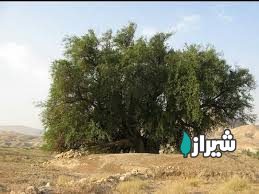 درخت کنار مکتب — تصویر 1
