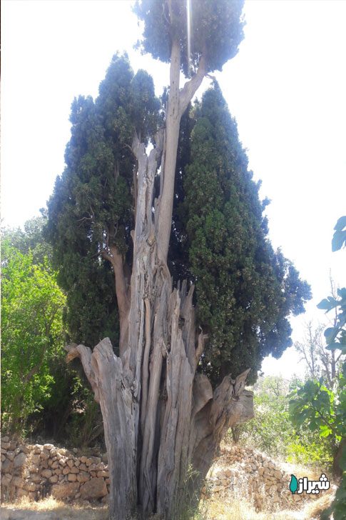 سروبورنجان