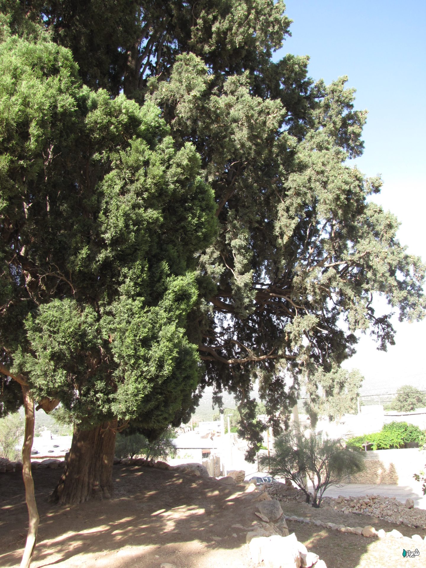 سرو کلانی — تصویر 2