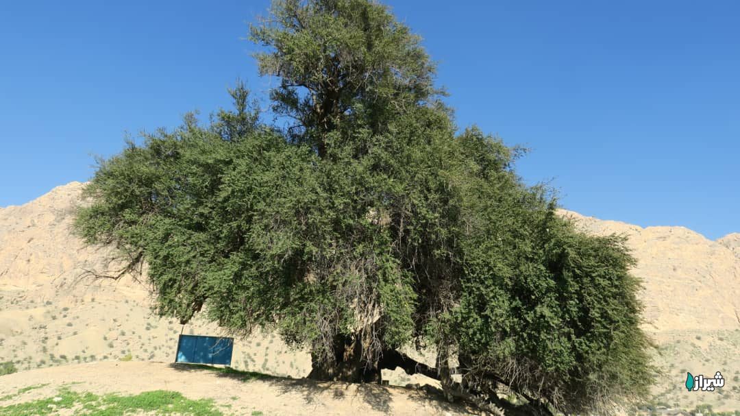 درخت کنار مکتب