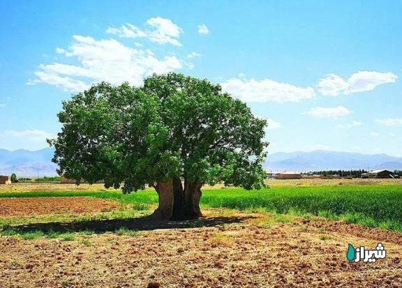 بنه دهدق — تصویر 3