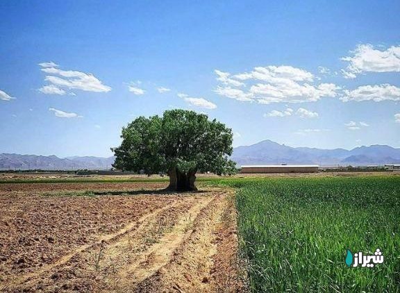 بنه دهدق — تصویر 4
