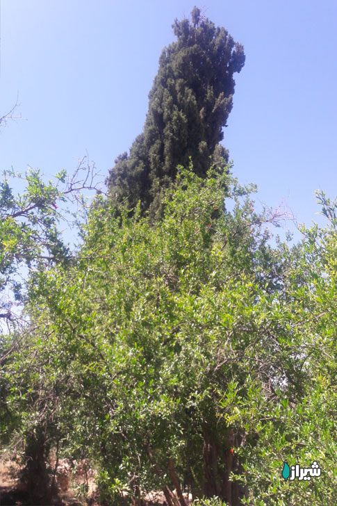 سروبورنجان — تصویر 2