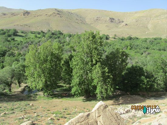 چنارهای خورنجان — تصویر 1
