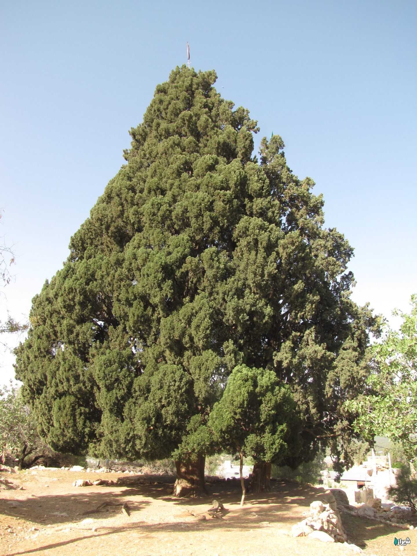 سرو کلانی — تصویر 4