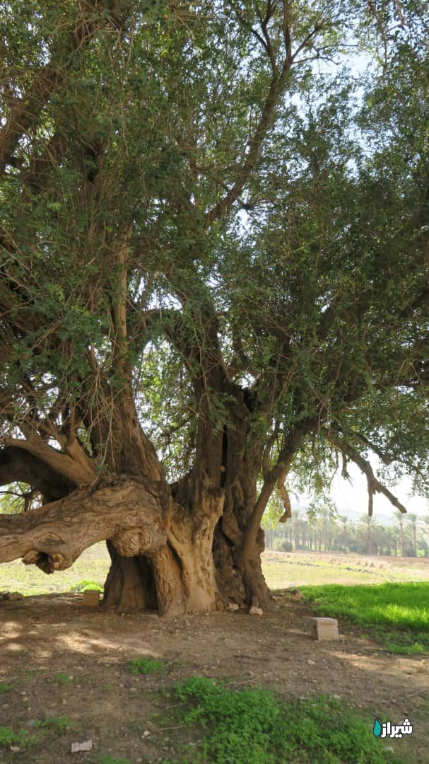 درخت کنار مکتب — تصویر 4