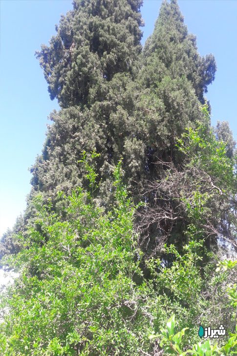 سروبورنجان — تصویر 3