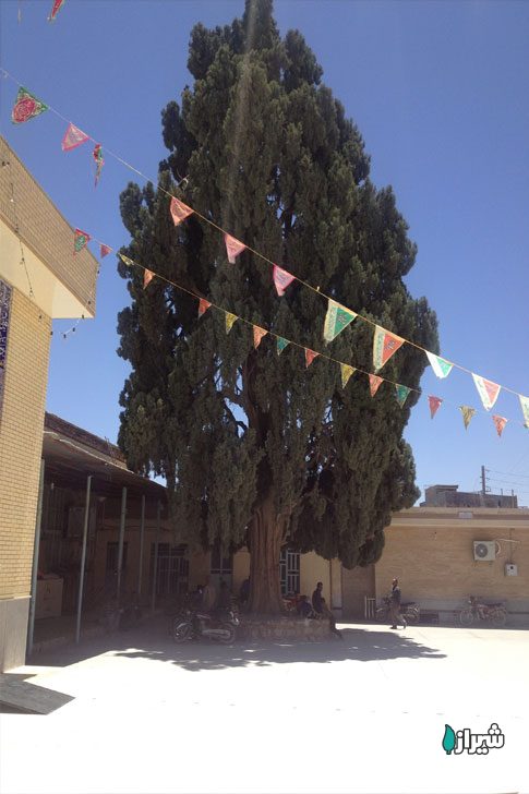 سرو کوشک بیدک — تصویر 3