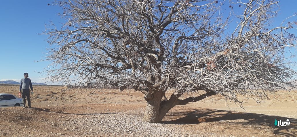 بنه روستای چنار — تصویر 5
