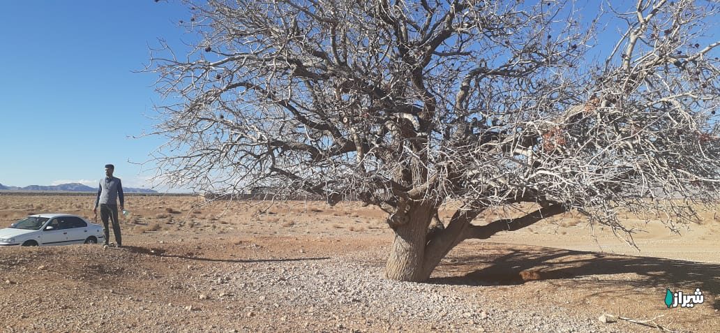 بنه روستای چنار — تصویر 2