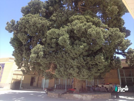 سرو کوشک بیدک — تصویر 2