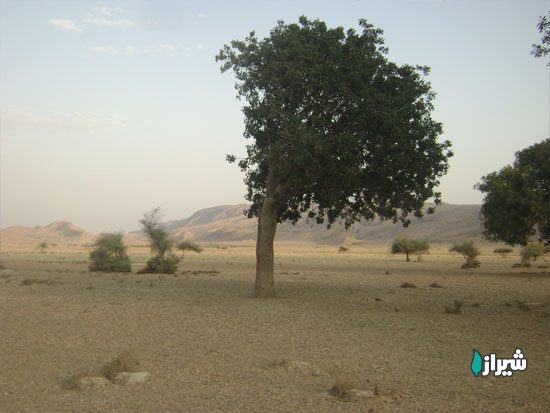 بنه بن دشت — تصویر 1